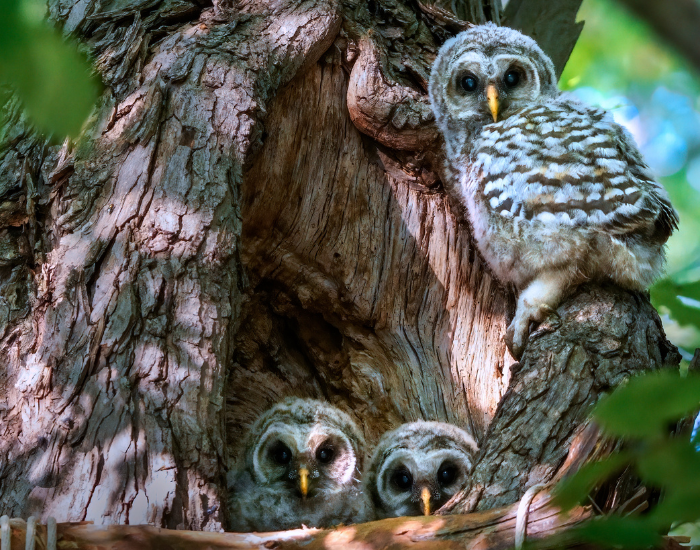 a nest on a tree of barred owls with three babies there