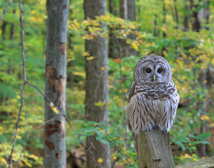Barred owl 