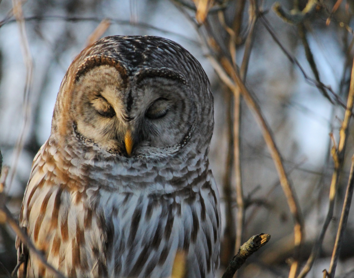 close up of a barred owl with closed eyes