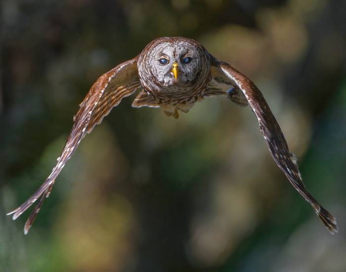 flying barred owl towards the camera