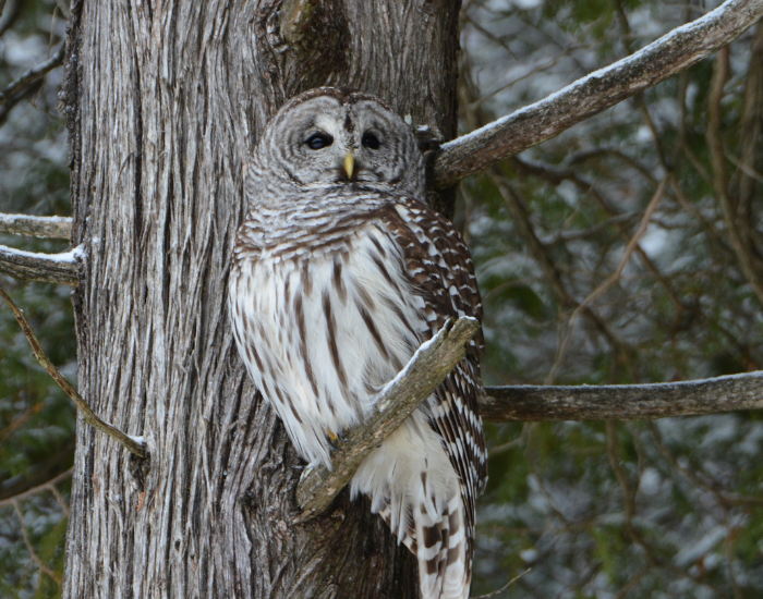barred owl on a tree