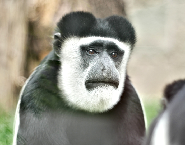 Head shot of a colobus monkey