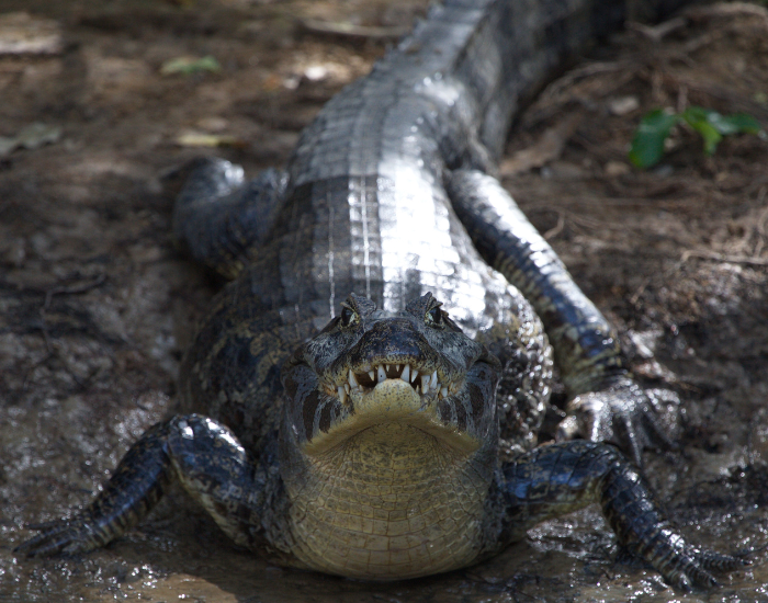Black caimans laying still on the ground