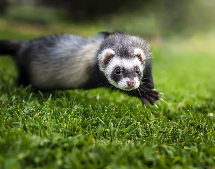 black footed ferret running