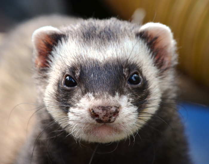 close up of a black footed ferret
