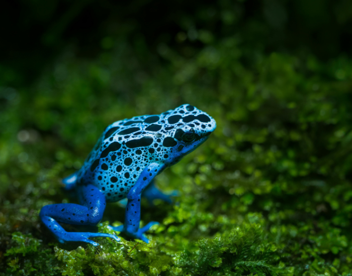 blue-frog-full-body.webp blue frog standing over moss