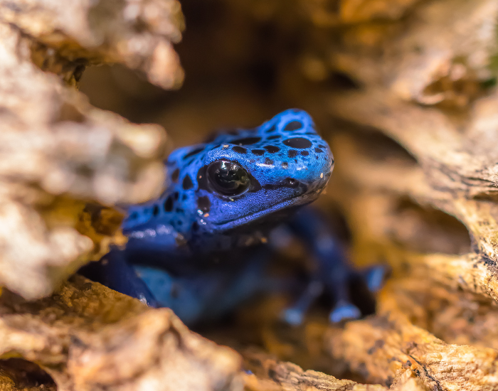blue-frog-habitat.webp Blue poison dart frog on its cave in the wild