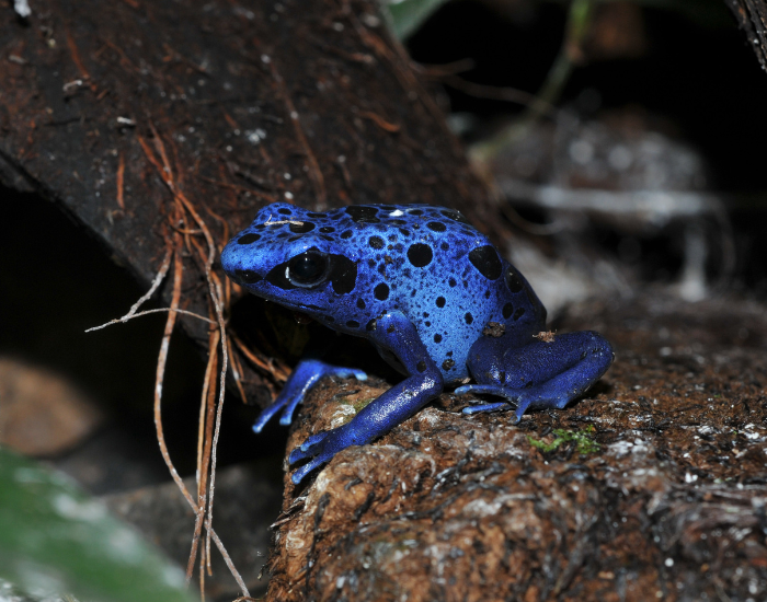 blue-poison-dart-frog-1.webp blue poison dart frog over a rock