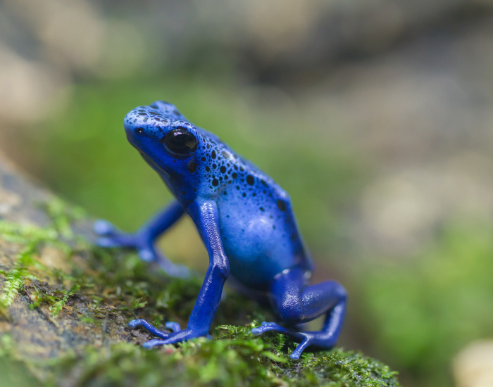 blue-poison-dart-frog.webp Blue poison frog standing over snow