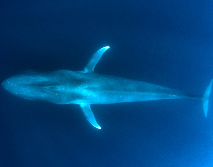 drone photo of a blue whale