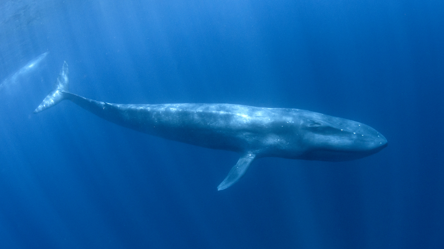 underwater photo of a blue whale