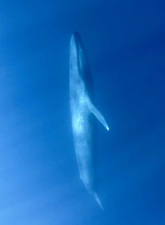 blue-whale.webp blue Whale swimming upwards