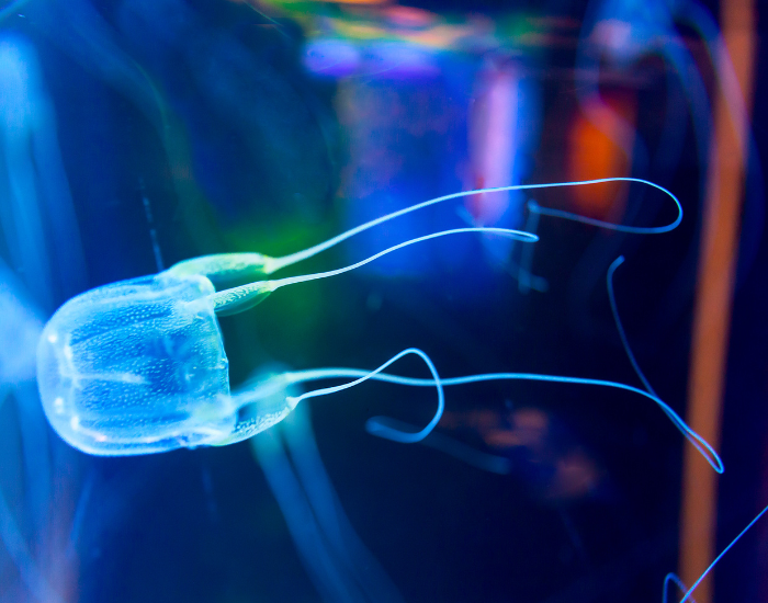 box jellyfish swimming