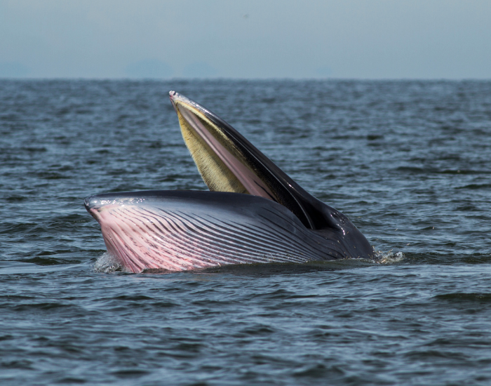 brydes-whale.webp Bryde's wahle coming out of the water