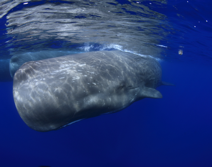 Underwater portrait of a sperm whale.