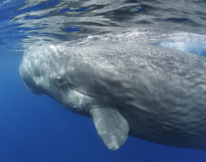 Sperm whale calf near ocean surface.