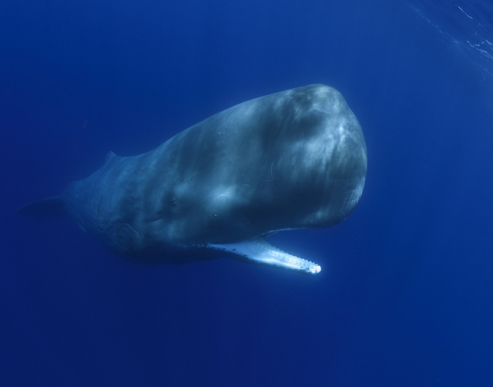 Sperm whale swimming in blue ocean water.