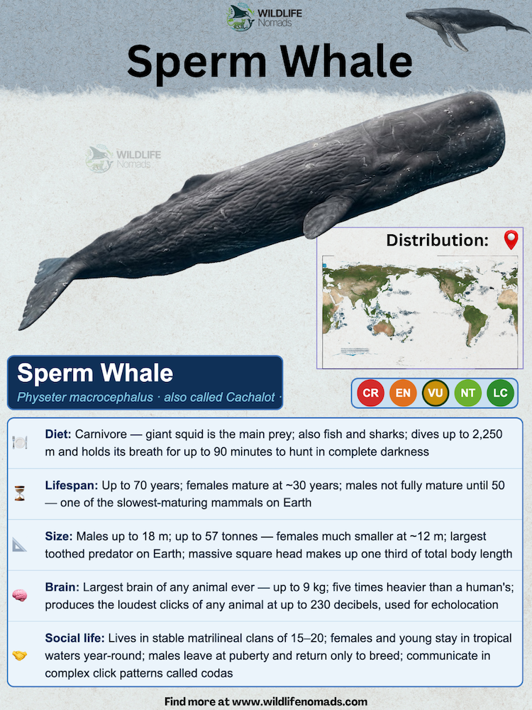 An educational infographic about the Sperm Whale by Wildlife Nomads featuring a realistic illustration of a dark gray sperm whale alongside a world distribution map. Text sections highlight key facts including diet, 70-year lifespan, giant size up to 18 meters, massive 9 kg brain size, and social life in matrilineal clans.