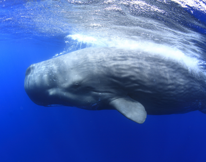 a sperm whale swimming near the ocean's surface