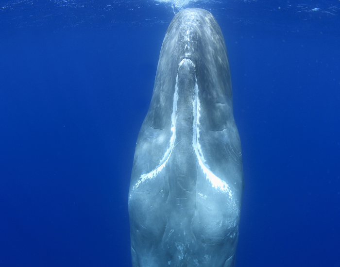 a sperm whale in vertical position sleeping underwater
