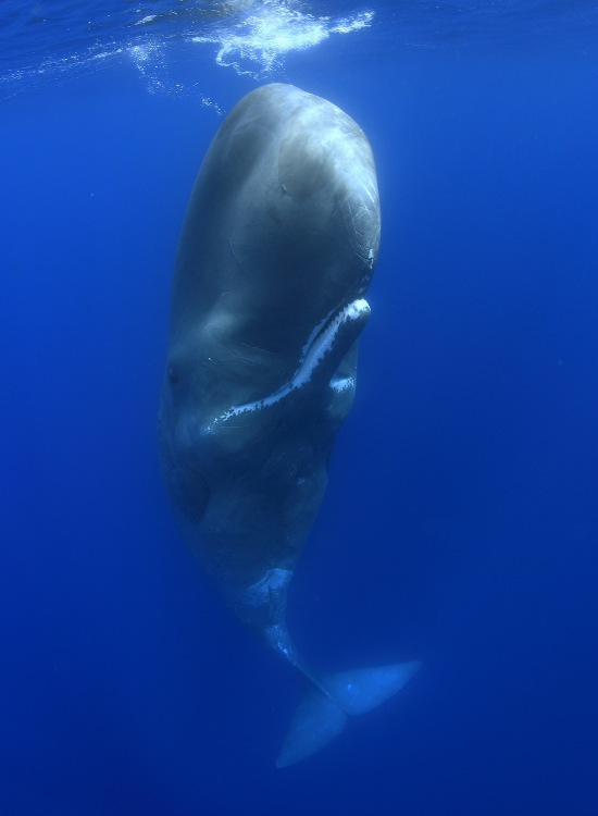 cachalot-sperm-whale.webp a sperm whale swimming underwater photo