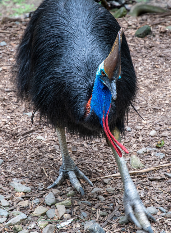 cassowary attack a southern cassowary walking looking angry and about to attack