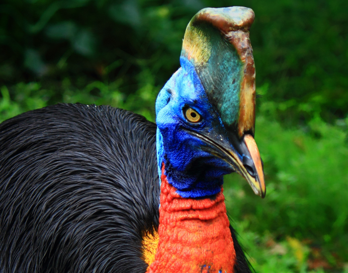Close up of a cassowary