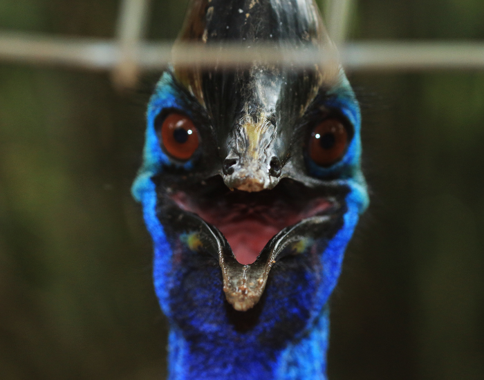 cassowary.webp close up head shot of a cassowary opening its mouth