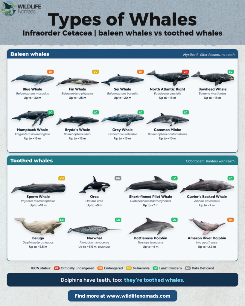 Explore the infraorder Cetacea with this visual guide comparing filter-feeding baleen whales and toothed hunters. Learn cool facts, like how dolphins are actually toothed whales, alongside their sizes and IUCN statuses. Save this pin for your marine biology board!