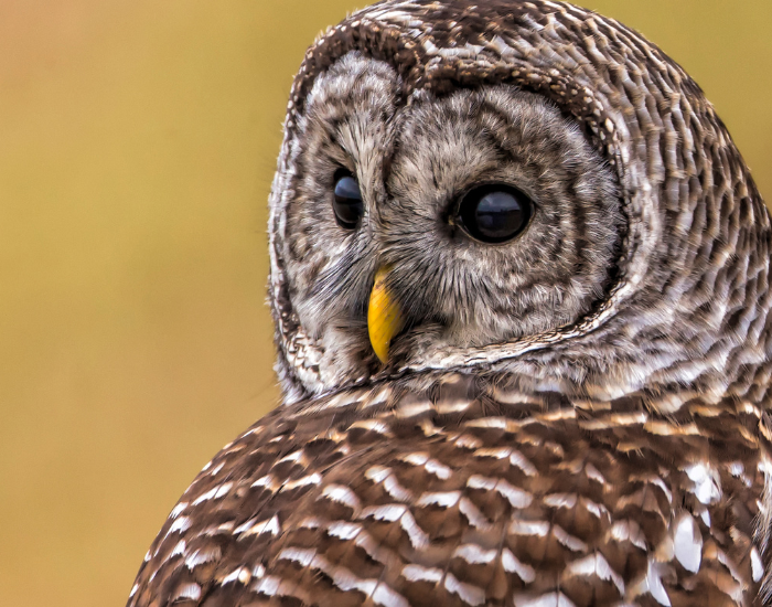 clos eup of a barred owl