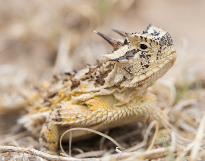 close up of a Texas horned lizard in its habitat