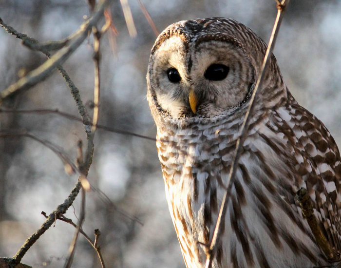 close up of a barred owl