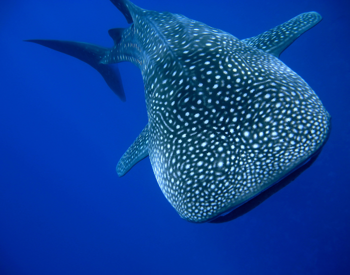 whale shark swimming underwater