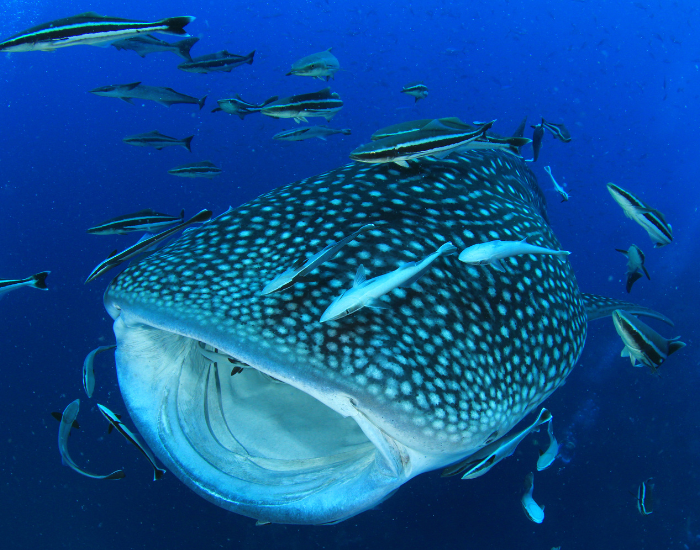 Whale shark underwater swimming in ocean surrounded by fish
