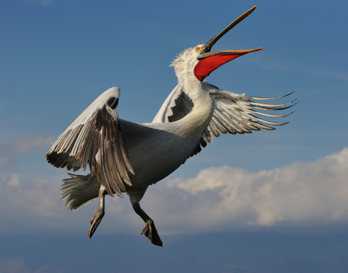 a dalmatian pelican flying