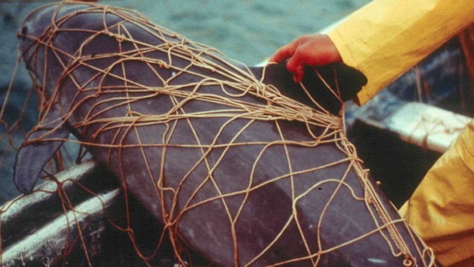 dead+vaquita+porpoise+endangered+cetacean dead+vaquita+porpoise+endangered+cetacean