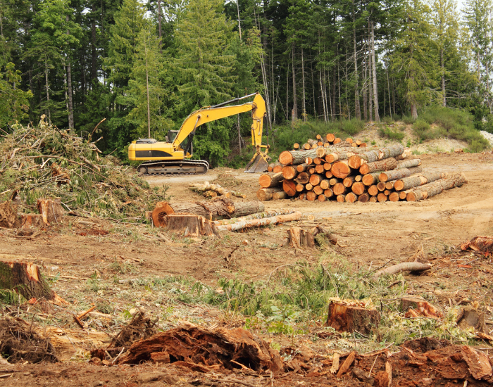 excavator next to logged forest