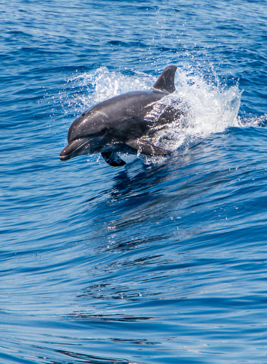 a dolphin jumping and riding a wave in the ocean