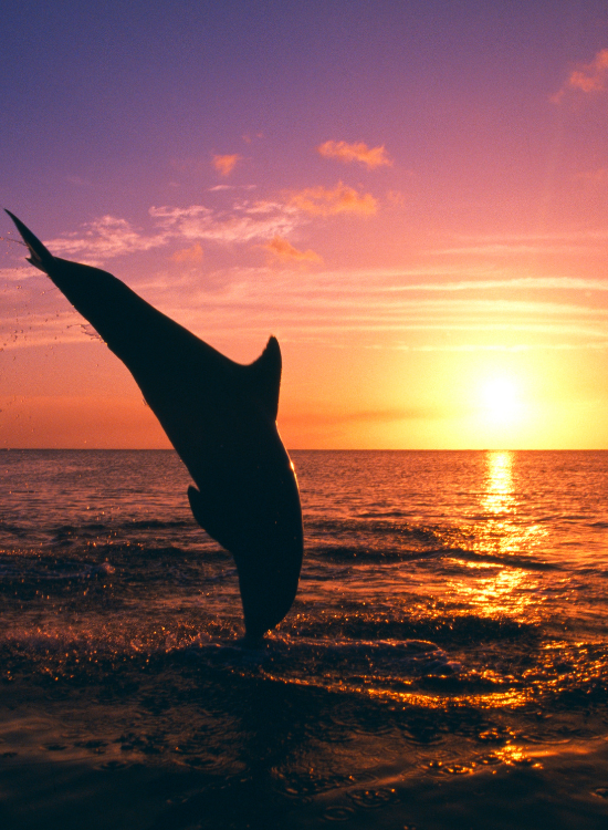 dolphin jumping with the sunset behind