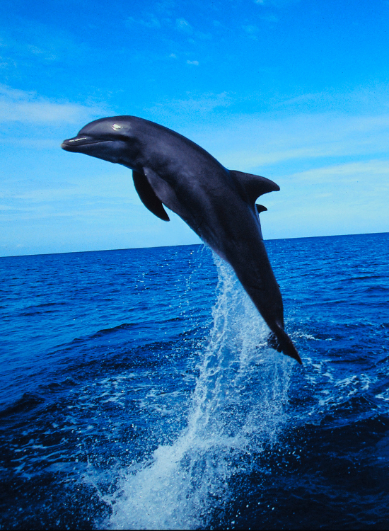 dolphin jumping in the ocean