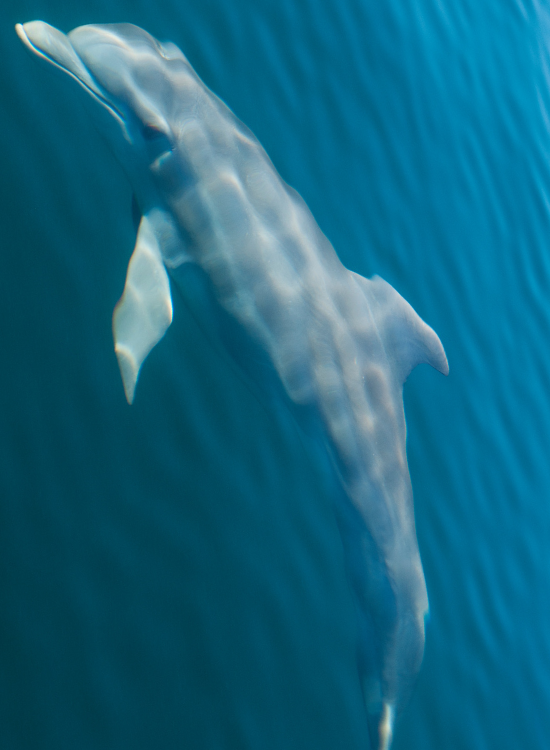 a dolphin jumping over the ocean's surface
