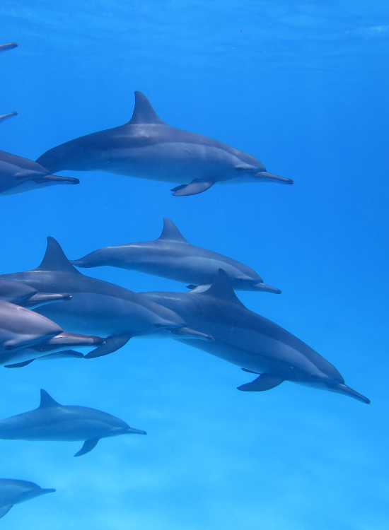 pod of dolphins swimming under the ocean
