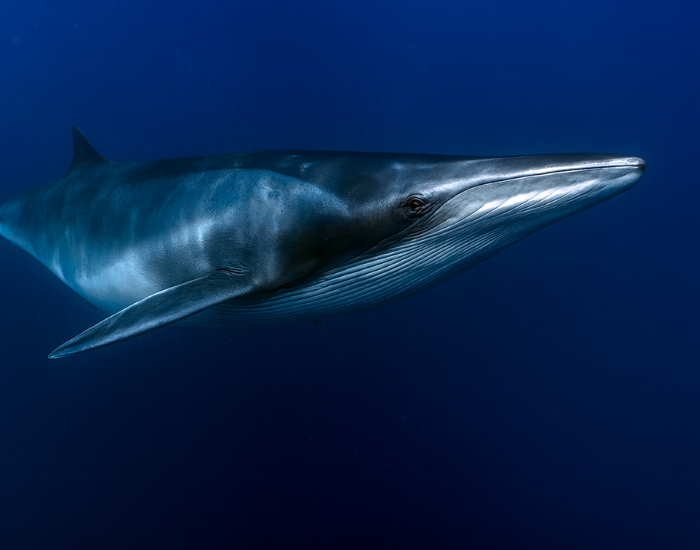 Close up of a fin whale swimming, ia generated
