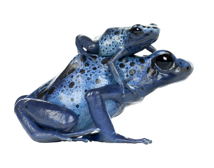 female-and-baby-blue-poison-frog.webp mom blue dart frog with bay on its back with white background