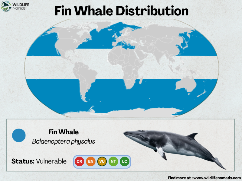a global map of the distribution of the fin whale