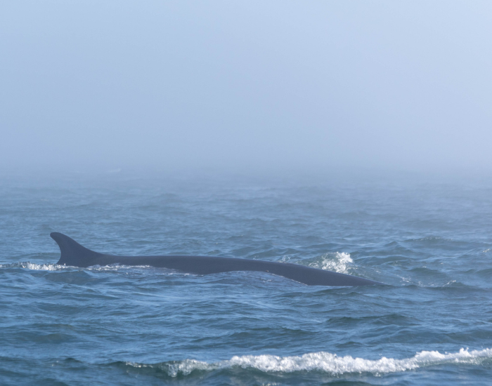 fin-whale-1.webp fin whale swimming in the wild