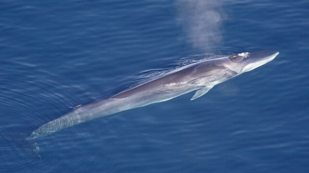 aerial photo of a fin whale swimming near the ocean's surface