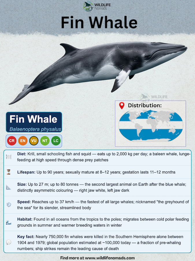 An infographic detailing the Fin Whale (Balaenoptera physalus), featuring an illustration of the whale alongside facts about its diet, lifespan, 27-meter size, speed, global habitat, and vulnerable conservation status.