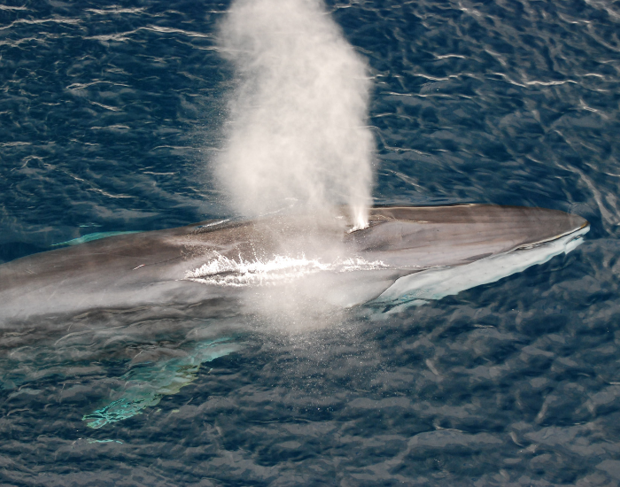 fin-whale-swimming.webp drone photo of a Fin Whale blowing