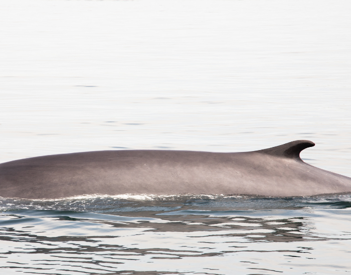 finback-whale-o.webp Finback whale swimming on the ocean's surface